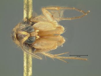 Media type: image;   Entomology 1185 Aspect: habitus ventral view